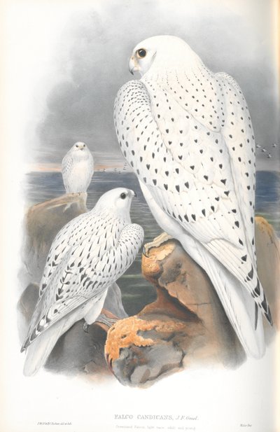 Ilustración de Falco Candicans (Halcón de Groenlandia Raza Clara) de John Gould
