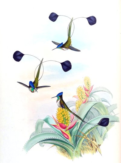 Ilustración de Loddigesia mirabilis (colibrí) en Aechmea mertensii (como sin. A. mucroniflora) (bromelia) de John Gould