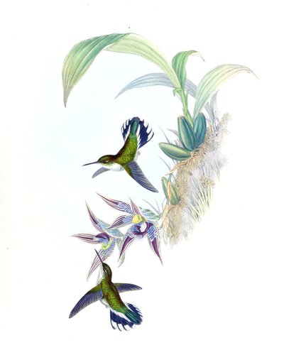 Ilustración de Phlogophilus hemileucurus en Paphinia cristata (orquídea) de John Gould