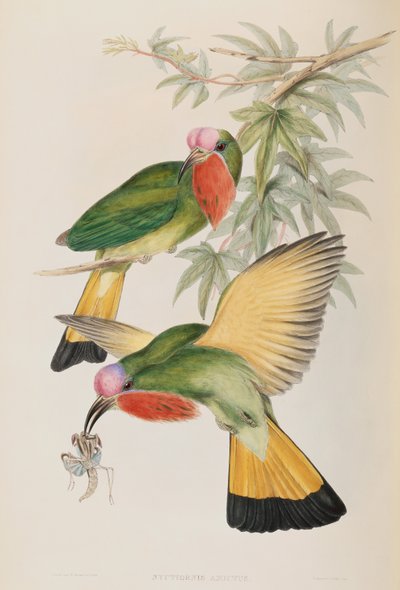 Martín pescador (Nyctiornis Amictus) de Aves de Asia de John Gould