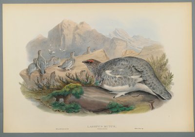 Lagopus Mutus, Plumaje de Otoño: Perdiz Nival de John Gould