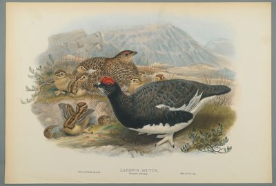 Lagopus Mutus, Plumaje de Verano: Perdiz Nival de John Gould
