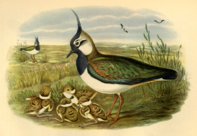 Avefría y crías, 1865, 1942 de John Gould