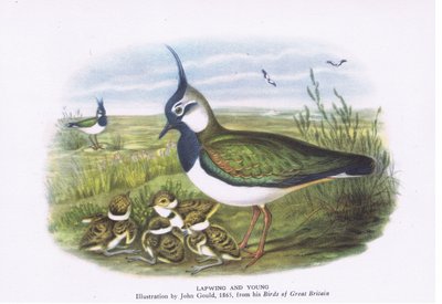 Avefría y cría, Naturaleza en Gran Bretaña publicada por Collins, 1946 de John Gould