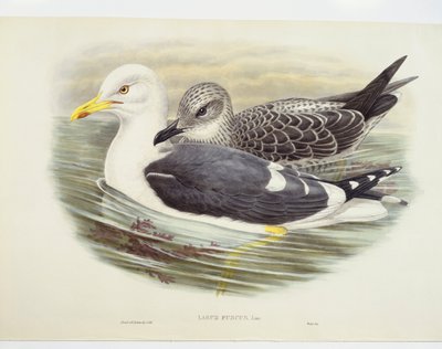 Gaviota sombría (Larus fuscus), ilustración de John Gould