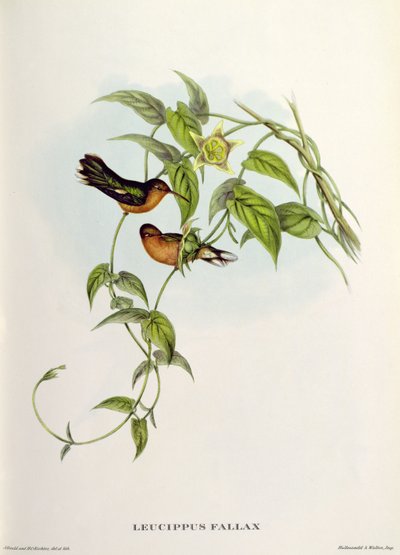 Leucipo Falaz de John Gould