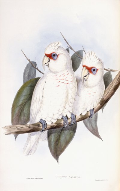 Cacatúa de pico largo de John Gould
