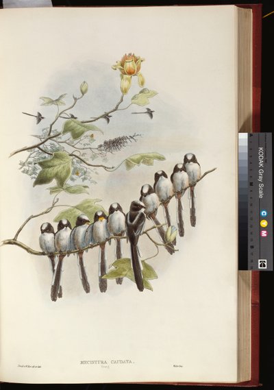 Mito de cola larga de John Gould