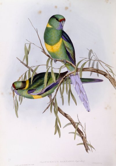Perico de Mallee (Platycercus o Barnardius barnardi), grabado por John Gould de John Gould