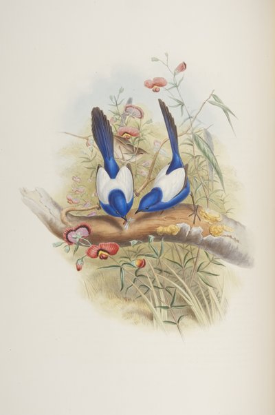 Malurus leuconotus, de "Las aves de Australia" por John Gould, 1840 de John Gould