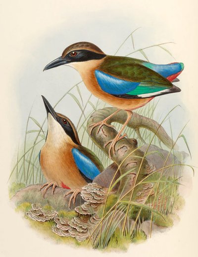 Pita de manglar (Pita de alas azules) Pitta megarhyncha Schlegel de John Gould