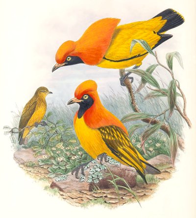 Pájaro enmascarado de John Gould