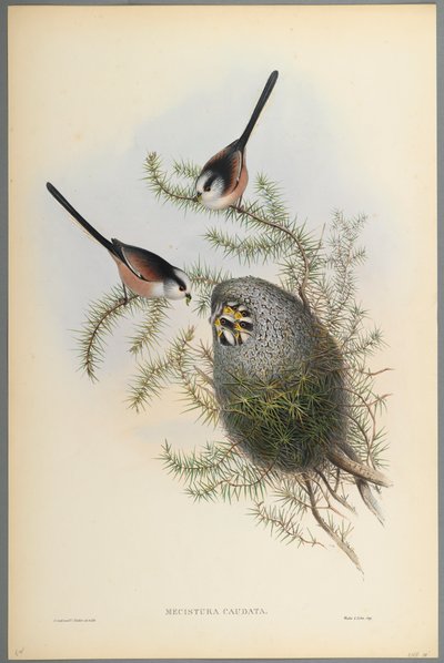 Mecistura Caudata - Mito de Cola Larga de John Gould