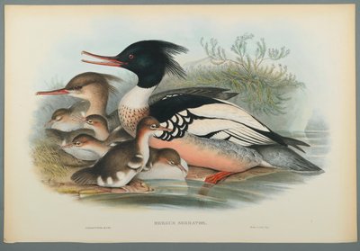 Mergus Serrator: Serreta de John Gould
