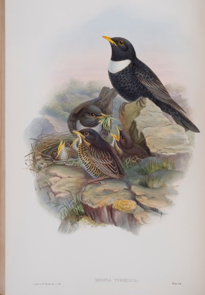 Merula Torquata, lámina de Las Aves de Gran Bretaña por John Gould, publicado 1862-73 de John Gould