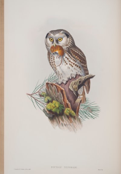 Nyctale Tengmalmi, lámina de Las Aves de Gran Bretaña por John Gould, publicado 1862-73 de John Gould