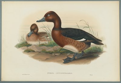 Nyroca Leucophtalmos: Porrón Pardo de John Gould