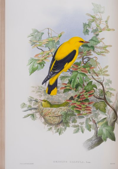 Oriolus Galbula, lámina de Las Aves de Gran Bretaña por John Gould, publicado 1862-73 de John Gould