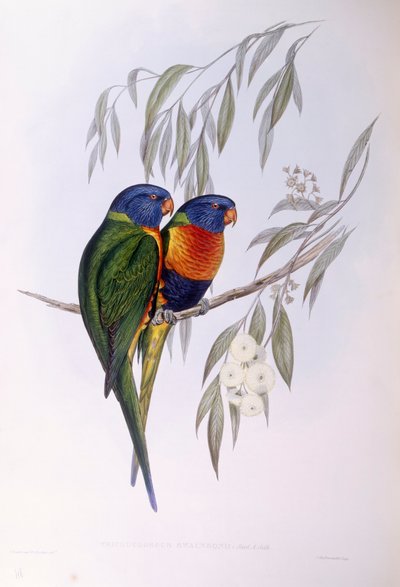 Lori adornado (Trichoglossus ornatus), grabado por John Gould de John Gould