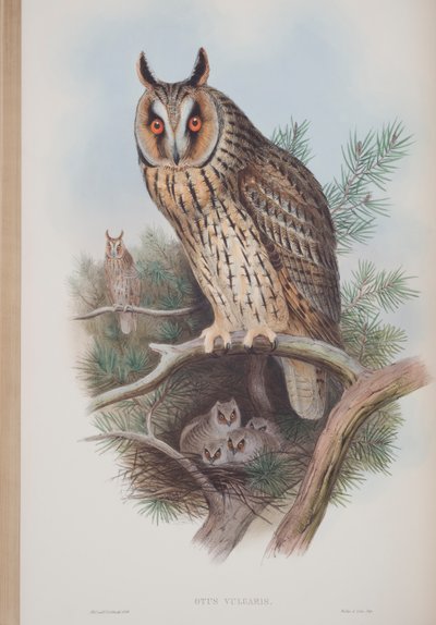 Otus Vulgaris, lámina de Las Aves de Gran Bretaña por John Gould, publicado 1862-73 de John Gould