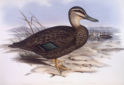 Pato negro del Pacífico (Anas superciliosa), grabado por John Gould de John Gould