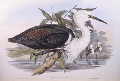 Garza del Pacífico (Ardea pacifica), grabado por John Gould de John Gould