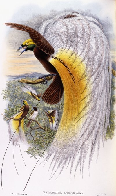 Paradisaea Minor de John Gould