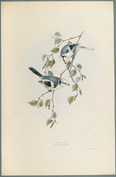 Parus Cyanus: Herrerillo Azul de John Gould