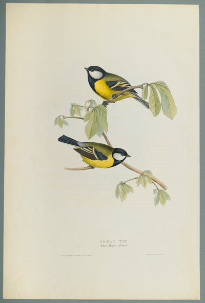 Parus Major: Carbonero Común de John Gould
