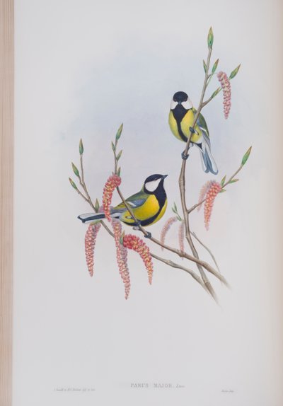 Parus Major, lámina de Las Aves de Gran Bretaña por John Gould, publicado 1862-73 de John Gould