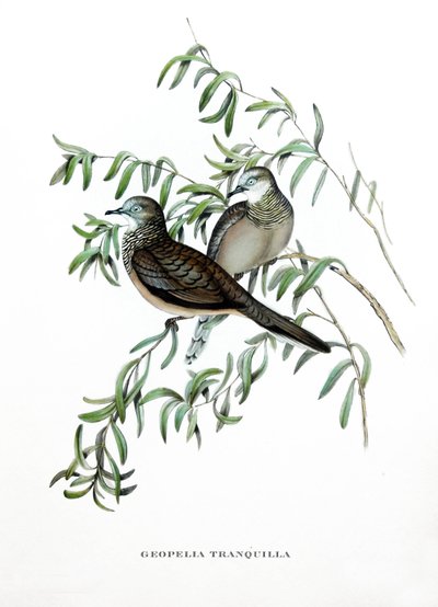 Paloma pacífica, aves de Australia, grabado del libro de John Gould (1804-1881) "Aves tropicales" de John Gould