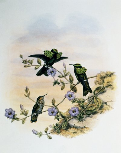 Coqueta del Pavo Real (Lophornis pavoninus), grabado de Monografía de Troquilidae o Colibríes (1849-1861), por John Gould (1804-1881), Reino Unido de John Gould