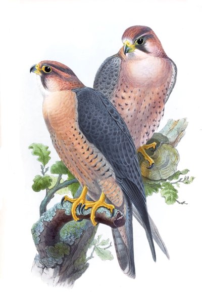Halcón peregrino, (Halcón de cabeza roja) Falco peregrinus babylonicus Sclater de John Gould
