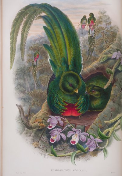 Pharomacrus Mocinno, lámina de Las Aves de Gran Bretaña por John Gould, publicado 1862-73 de John Gould