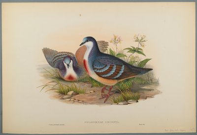 Philogoenas Cruenta de John Gould