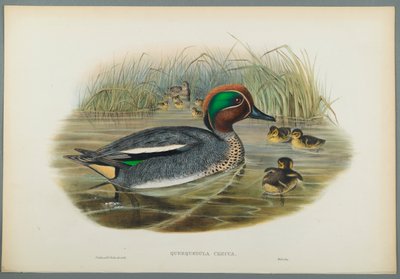 Querquedula Crecca: Cerceta de John Gould