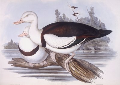 Tarro rajá (Tadorna radjah), grabado de John Gould de John Gould