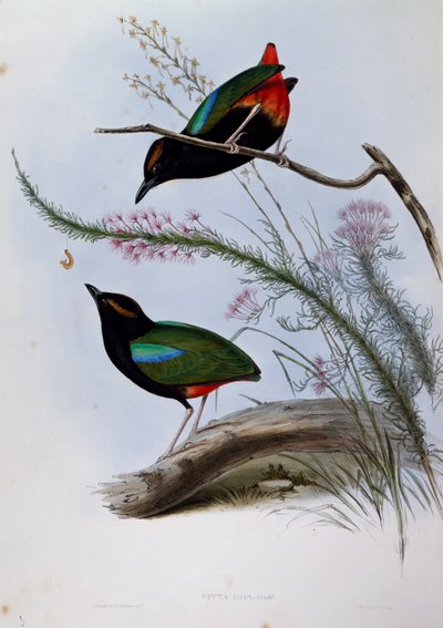 Pita arcoíris (Pitta iris), grabado de Aves de Australia de John Gould