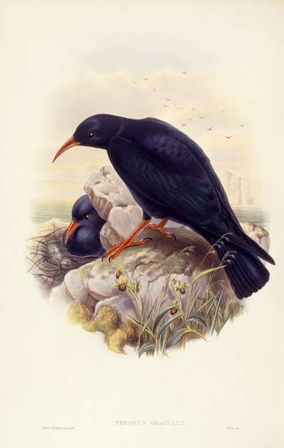 Chova piquirroja (Pyrrhocorax pyrrhocorax), grabado por John Gould de John Gould