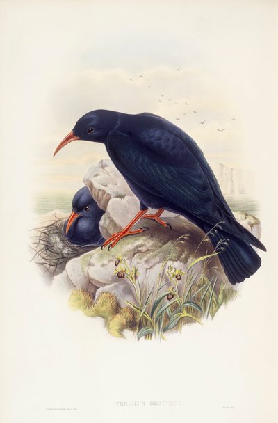 Chova piquirroja (Pyrrhocorax pyrrhocorax), grabado por John Gould de John Gould