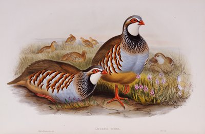 Perdices de patas rojas de John Gould