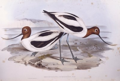 Avoceta de cuello rojo (Recurvirostra novaehollandiae), grabado por John Gould de John Gould