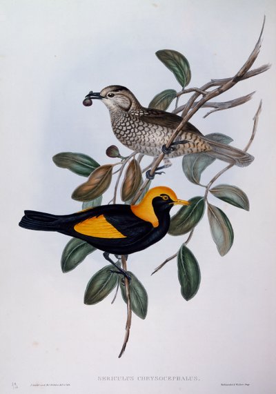 Ave del paraíso regente (Sericulus chrysocephalus), grabado de Birds of Australia de John Gould