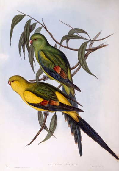 Loro regente (Polytelis anthopeplus), grabado por John Gould de John Gould