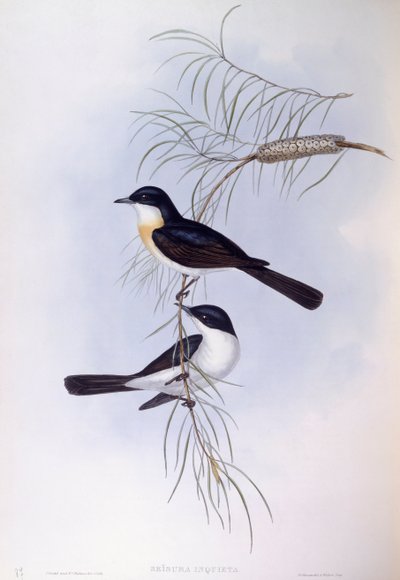Cazamoscas inquieto (Myiagra inquieta), grabado por John Gould de John Gould