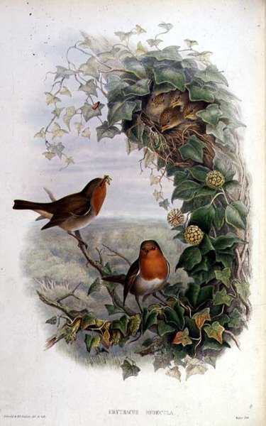 Robin de John Gould