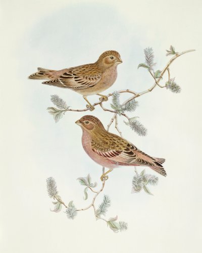 Pinzón rosado (Erythrospiza incarnata), grabado por John Gould de John Gould