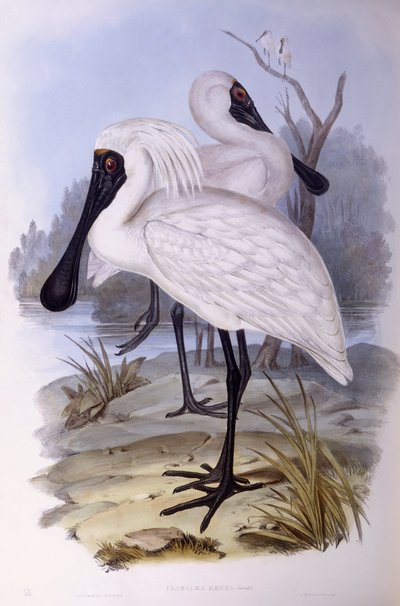 Espátula real (Platalea regia), grabado por John Gould de John Gould
