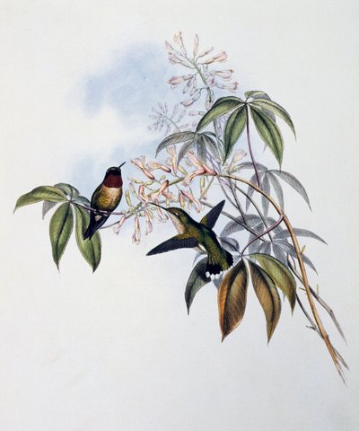 Colibrí garganta de rubí (Archilochus colubris), grabado del Monograph of Trochilidae or Humming Birds (1849-1861), por John Gould (1804-1881), Reino Unido de John Gould