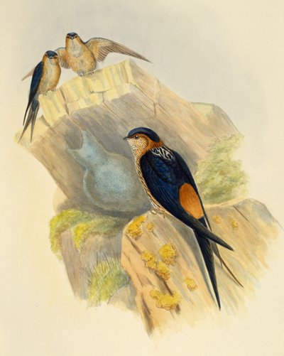 Golondrina dáurica (Hirundo daurica), grabado de John Gould (1804-1881), Reino Unido de John Gould